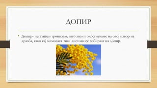 ДОПИР
• Допир- негативен тропизам, што значи одбегнување на овој извор на
дразба, како кај мимозата чии листови се собираат на допир.
 