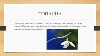 ТОПЛИНА
• Познато е дека затоплената страна на еден растителен орган расте
побрзо. Поради тоа при нерамномерно затоплување на едно растение
некои делови се искривуваат.
 