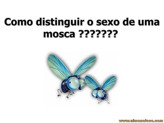 Como distinguir o sexo de uma mosca ???????   