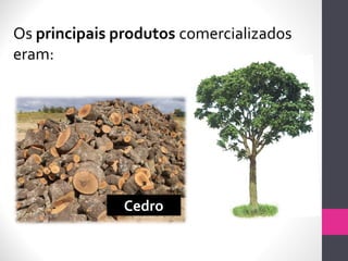 Os principais produtos comercializados
eram:
Cedro
 