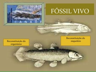 Reconstituição do organismo Reconstituição do esqueleto FÓSSIL VIVO 