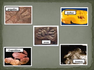 pegadas Coprólitos âmbar ovos tronco 