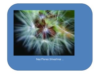 Nas Flores Silvestres ...
 