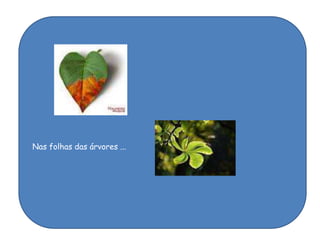 Nas folhas das árvores ...
 