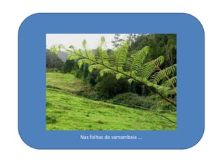 Nas folhas da samambaia ...
 