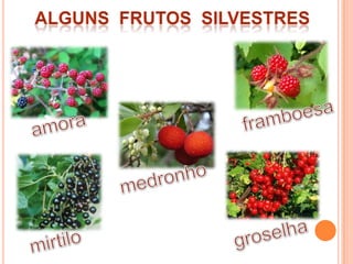 Alguns  Frutos  silvestresframboesaamoramedronhogroselhamirtilo