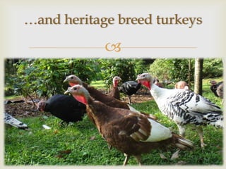 …and heritage breed turkeys

            
 