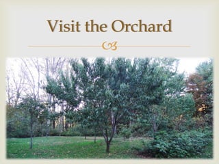 Visit the Orchard
        
 