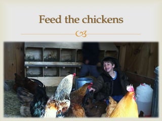 Feed the chickens
       
 
