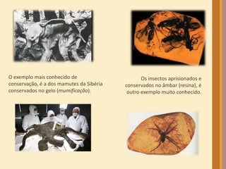 O exemplo mais conhecido de
conservação, é a dos mamutes da Sibéria
conservados no gelo (mumificação).
Os insectos aprisionados e
conservados no âmbar (resina), é
outro exemplo muito conhecido.
 