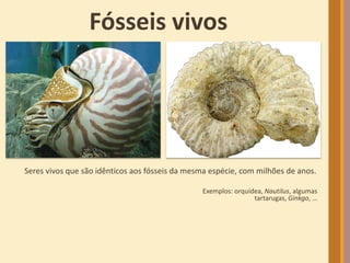 Seres vivos que são idênticos aos fósseis da mesma espécie, com milhões de anos.
Exemplos: orquídea, Nautilus, algumas
tartarugas, Ginkgo, …
Fósseis vivos
 