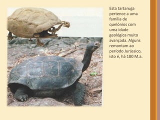Esta tartaruga
pertence a uma
família de
quelónios com
uma idade
geológica muito
avançada. Alguns
remontam ao
período Jurássico,
isto é, há 180 M.a.
 