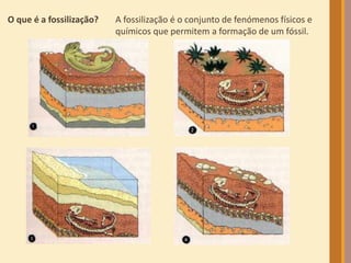 O que é a fossilização? A fossilização é o conjunto de fenómenos físicos e
químicos que permitem a formação de um fóssil.
 