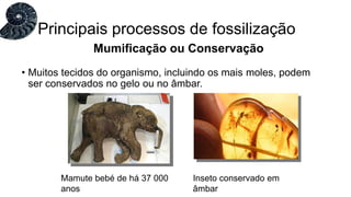 • Muitos tecidos do organismo, incluindo os mais moles, podem
ser conservados no gelo ou no âmbar.
Principais processos de fossilização
Mumificação ou Conservação
Mamute bebé de há 37 000
anos
Inseto conservado em
âmbar
 