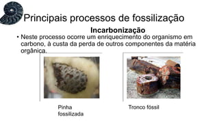 • Neste processo ocorre um enriquecimento do organismo em
carbono, à custa da perda de outros componentes da matéria
orgânica.
Principais processos de fossilização
Incarbonização
Pinha
fossilizada
Tronco fóssil
 