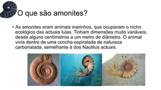 • As amonites eram animais marinhos, que ocupavam o nicho
ecológico das actuais lulas. Tinham dimensões muito variáveis,
desde alguns centímetros a um metro de diâmetro. O animal
vivia dentro de uma concha espiralada de natureza
carbonatada, semelhante à dos Nautilus actuais.
O que são amonites?
 
