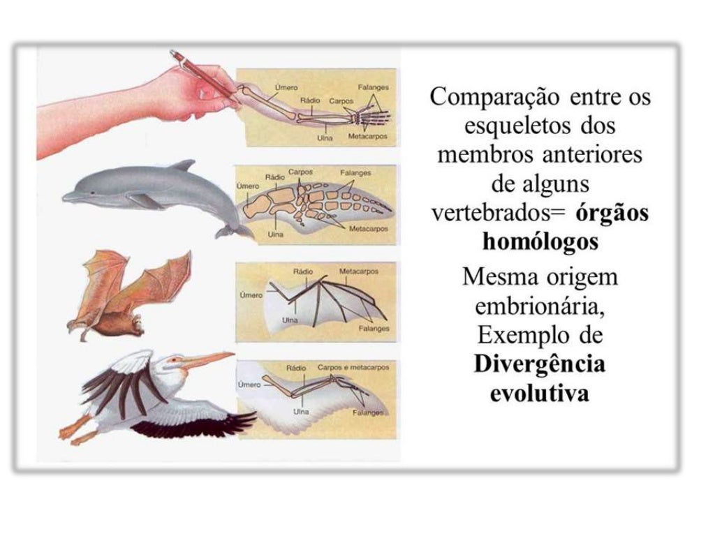 Em Relação A Evolução Biologica Considere Os Fatores Abaixo