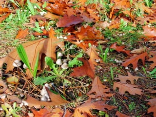 11Nuno Correia 10/11
 