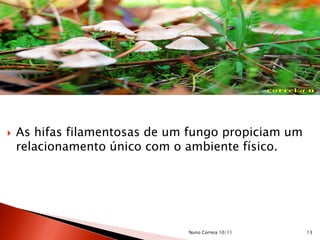  As hifas filamentosas de um fungo propiciam um
relacionamento único com o ambiente físico.
13Nuno Correia 10/11
 