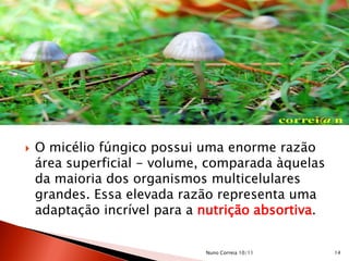  O micélio fúngico possui uma enorme razão
área superficial - volume, comparada àquelas
da maioria dos organismos multicelulares
grandes. Essa elevada razão representa uma
adaptação incrível para a nutrição absortiva.
14Nuno Correia 10/11
 