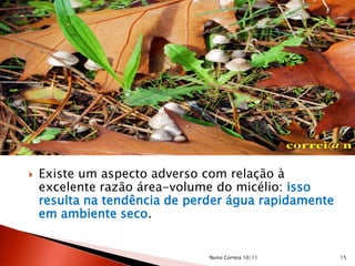  Existe um aspecto adverso com relação à
excelente razão área-volume do micélio: isso
resulta na tendência de perder água rapidamente
em ambiente seco.
15Nuno Correia 10/11
 