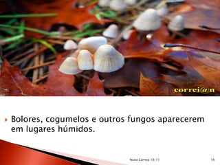  Bolores, cogumelos e outros fungos aparecerem
em lugares húmidos.
16Nuno Correia 10/11
 