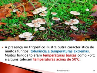  A presença no frigorífico ilustra outra característica de
muitos fungos: tolerância a temperaturas extremas.
Muitos fungos toleram temperaturas baixas como -6°C
e alguns toleram temperaturas acima de 50°C.
18Nuno Correia 10/11
 