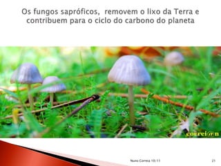 21Nuno Correia 10/11
 