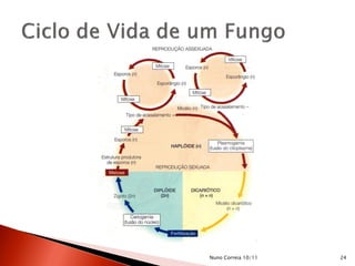 Nuno Correia 10/11 24
 