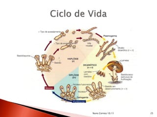 Nuno Correia 10/11 25
 