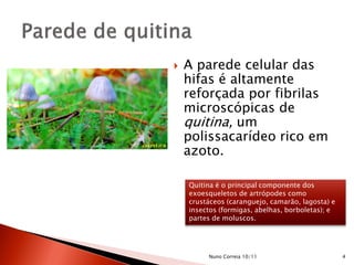  A parede celular das
hifas é altamente
reforçada por fibrilas
microscópicas de
quitina, um
polissacarídeo rico em
azoto.
Quitina é o principal componente dos
exoesqueletos de artrópodes como
crustáceos (caranguejo, camarão, lagosta) e
insectos (formigas, abelhas, borboletas); e
partes de moluscos.
4Nuno Correia 10/11
 
