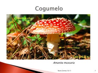 Amanita muscaria
7Nuno Correia 10/11
 