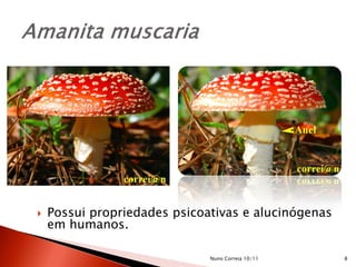  Possui propriedades psicoativas e alucinógenas
em humanos.
8Nuno Correia 10/11
 