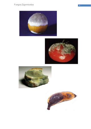 4Fungos Zigomicetos
 