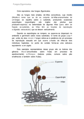 5Fungos Zigomicetos
Ciclo reprodutivo dos fungos Zigomicetos
São os fungos mais simples, de hifas cenocíticas, cujo micélio
(Micélio é nome que se dá ao conjunto de hifas emaranhadas de
um fungo) se espalha sobre o substrato, produzindo ocasionais
esporângios (esporângios são órgãos das plantas que
produzem esporos) na extremidade de algumas hifas (para além de
fixação ao substrato, as hifas têm as funções de reprodução
e digestão extracelular) que se elevam verticalmente.
Quando os esporângios se rompem, os esporos se dispersam no
ambiente e germinam sobre novos substratos. O nome do grupo (zigo =
par, união de dois; miceto = fungo) refere-se à existência de um processo
de reprodução sexuada em que ocorre a fusão de hifas de dois
indivíduos haploides; no ponto de contato forma-se uma estrutura
equivalente a um zigoto.
Dois exemplos representativos desse grupo são os bolores dos
gêneros Mucor (encontrados sobre frutas em processo de
apodrecimento) e Rhizopus (bolores pretos, comuns sobre pão
envelhecido e também sobre frutas).
 