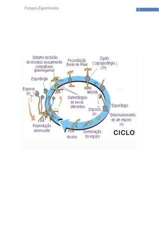 6Fungos Zigomicetos
 