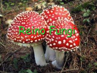                    4. FungiReino Fungi
