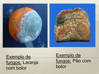 Exemplo de fungos: Pão com bolorExemplo de fungos: Laranja com bolor