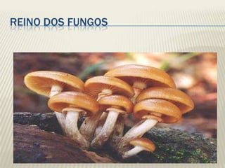 Reino Dos Fungos
