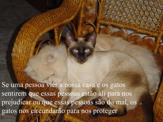 Se uma pessoa vier a nossa casa e os gatos sentirem que essas pessoas estão ali para nos prejudicar ou que essas pessoas são do mal, os gatos nos circundarão para nos proteger  