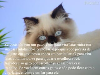 Se você não tem um gato, e um gato vira-latas entra em sua casa adotando-a como lar, é porque você precisa de um gato em casa nessa época em particular .  O gato vira-latas voluntariou-se para ajudar e escolheu você. Agradeça ao gato por escolher sua casa para esse trabalho. Se você tem outros gatos e não pode ficar com o vira-latas, encontre um lar para ele.  