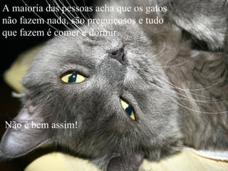 A maioria das pessoas acha que os gatos não fazem nada, são preguiçosos e tudo que fazem é comer e dormir. Não é bem assim!  