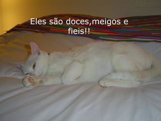 Eles são doces,meigos e
fieis!!
 