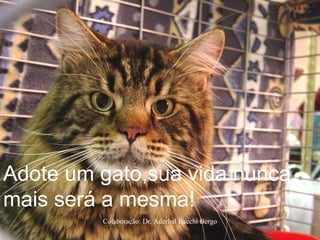 Adote um gato,sua vida nunca
mais será a mesma!
Colaboração: Dr. Aderbal Bacchi Bergo
 
