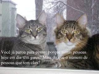Você já parou para pensar porque tantas pessoas
hoje em dia têm gatos? Mais do que o número de
pessoas que tem cães?
 