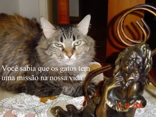 Você sabia que os gatos tem
uma missão na nossa vida?
 