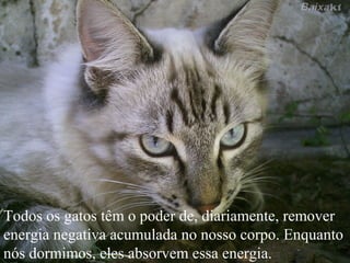 Todos os gatos têm o poder de, diariamente, remover
energia negativa acumulada no nosso corpo. Enquanto
nós dormimos, eles absorvem essa energia.
 