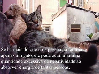 Se há mais do que uma pessoa na família, e
apenas um gato, ele pode acumular uma
quantidade excessiva de negatividade ao
absorver energia de tantas pessoas.
 