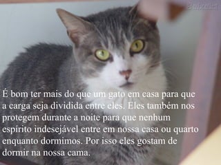 É bom ter mais do que um gato em casa para que
a carga seja dividida entre eles. Eles também nos
protegem durante a noite para que nenhum
espírito indesejável entre em nossa casa ou quarto
enquanto dormimos. Por isso eles gostam de
dormir na nossa cama.
 