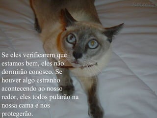 Se eles verificarem que
estamos bem, eles não
dormirão conosco. Se
houver algo estranho
acontecendo ao nosso
redor, eles todos pularão na
nossa cama e nos
protegerão.
 